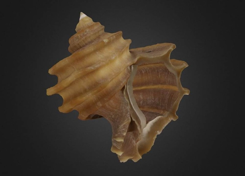 Ecphora quadricostata Gastropod