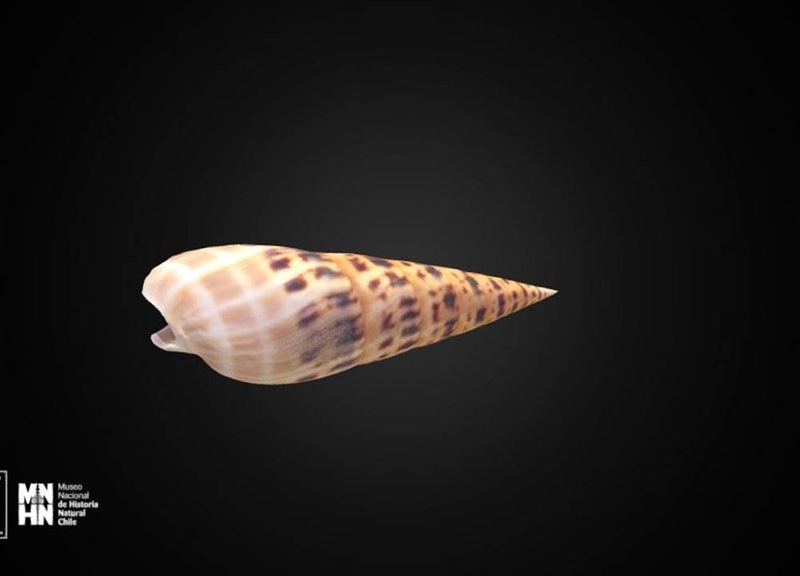 Thumb 6