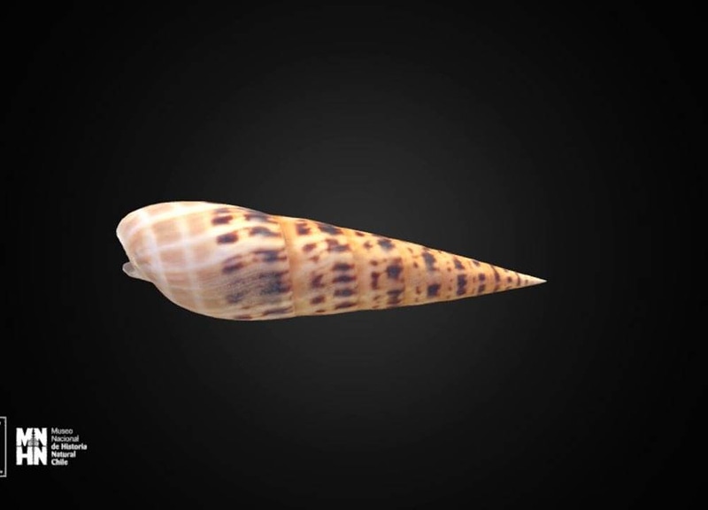 Thumb 7