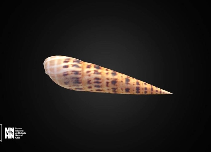 Thumb 8