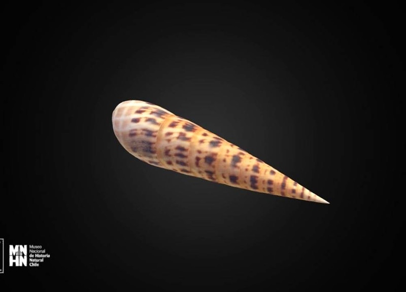 Thumb 9