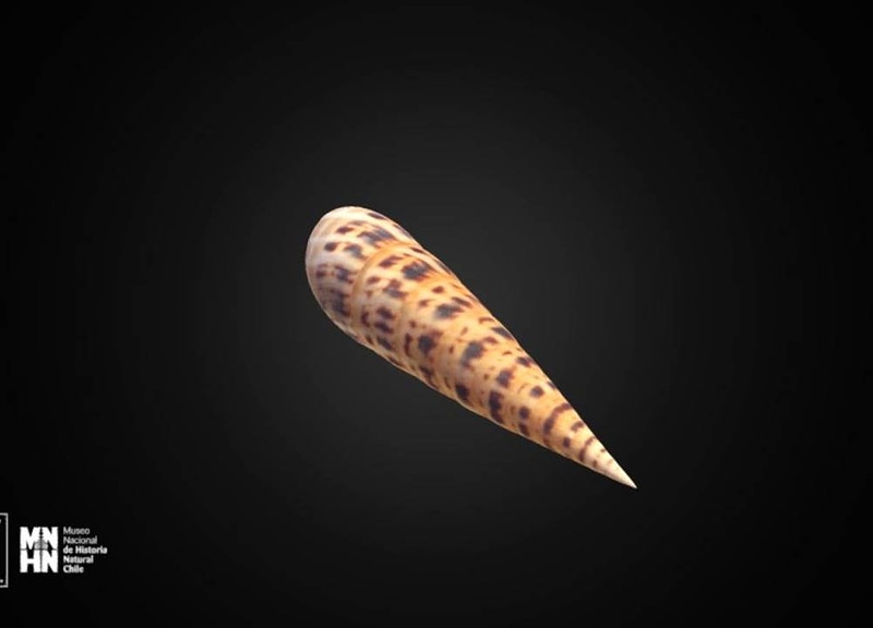 Thumb 10