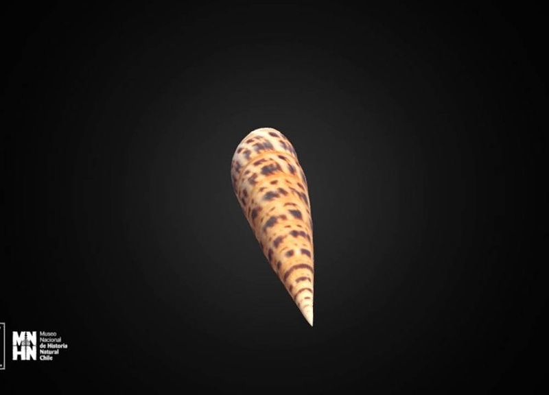 Thumb 11