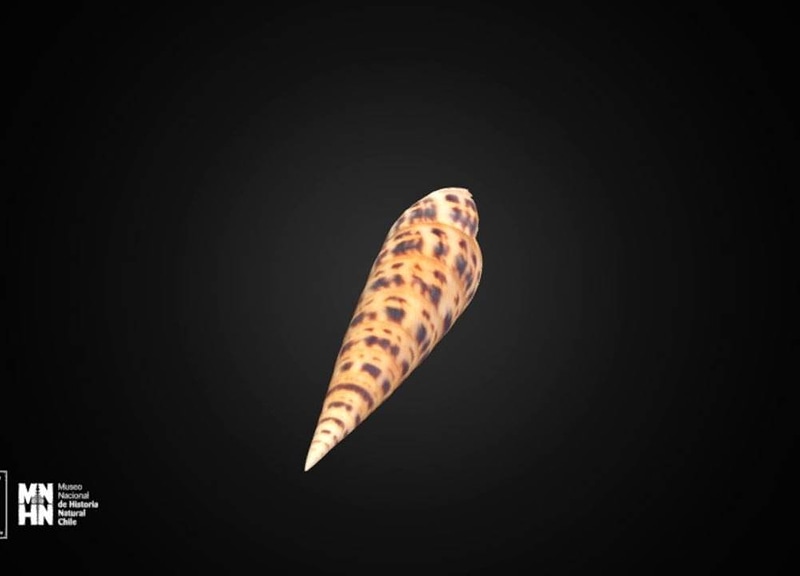 Thumb 12