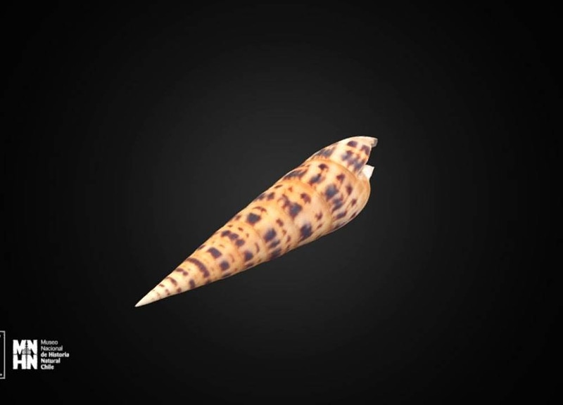 Thumb 13