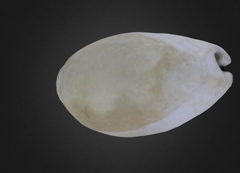 Thumb 8