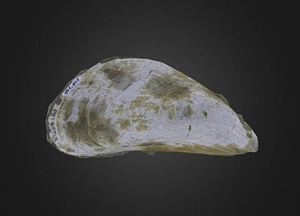 image_processing20200609-29716-pqnyx7.jpeg