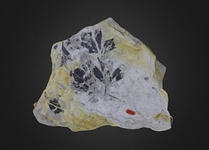 image_processing20200609-17013-lnm8qo.jpeg
