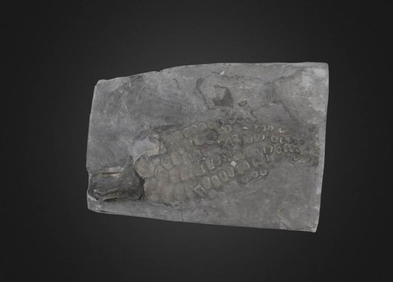 Thumb 1
