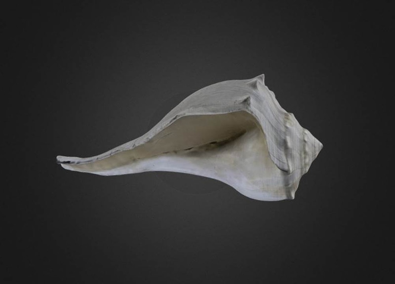 Busycon contrarium Gastropod