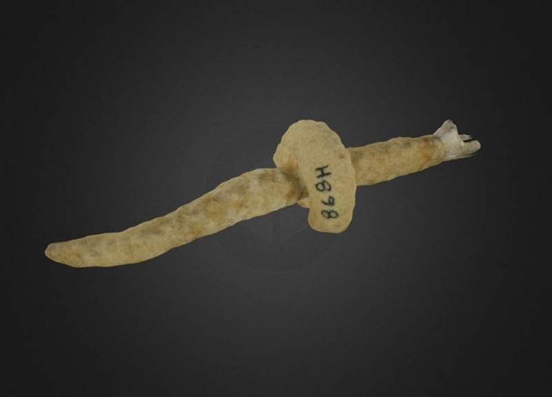 Hippoporidra edax
