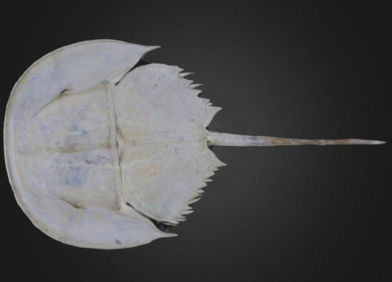 Carcinoscorpius rotundicauda Horseshoe crab
