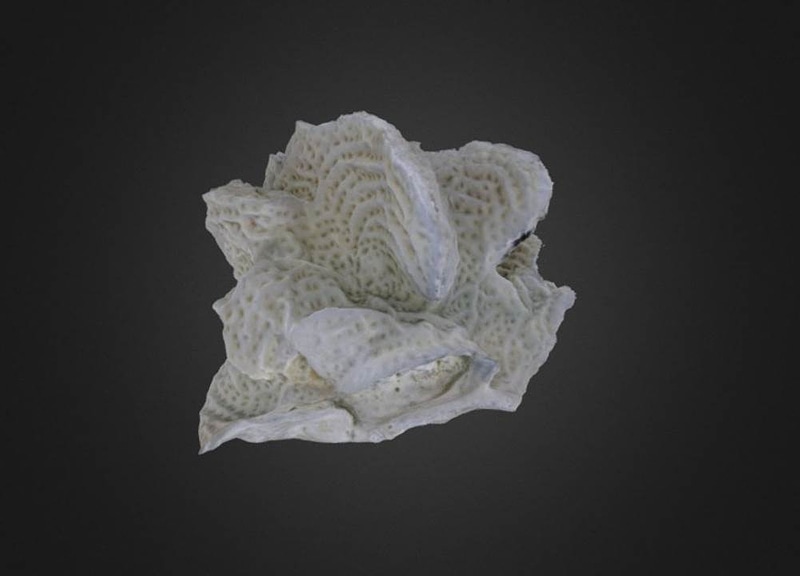 Agaricia agaricites Coral