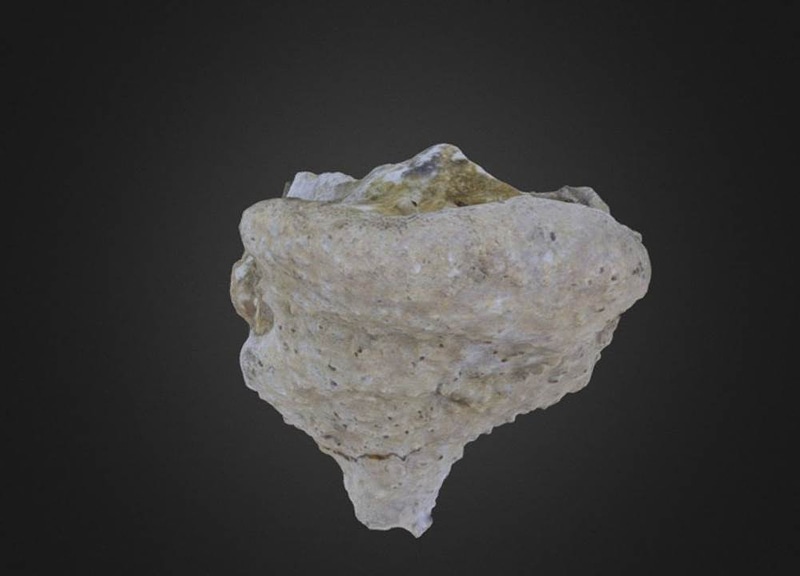 Verruculina reussi Porifera