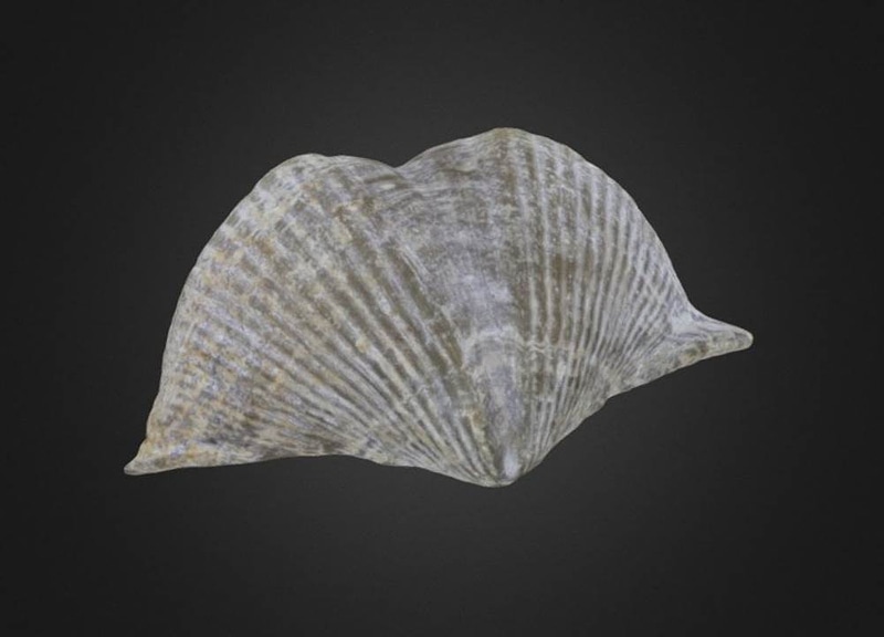 Spinocyrtia iowensis Brachiopod