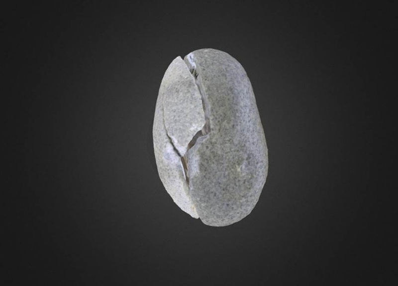 Aturia quartinoi Cephalopod