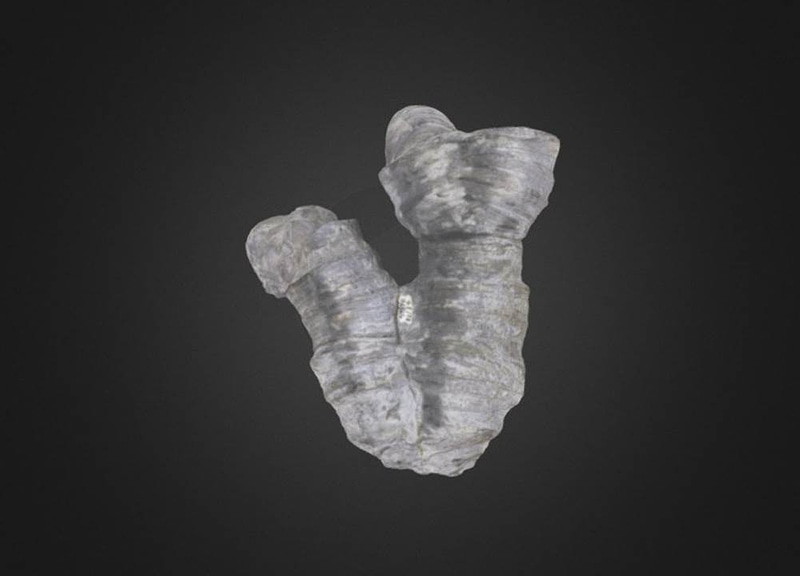 Thumb 8