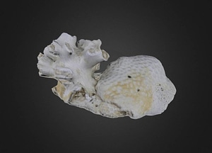 image_processing20200609-3023-zzg1ev.jpeg