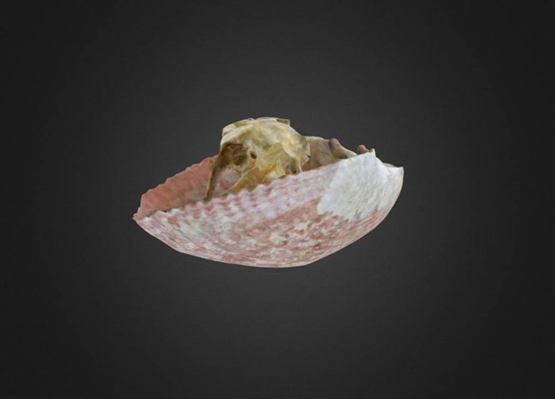 Thumb 7