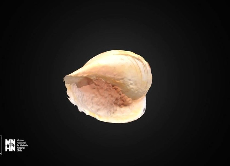 Thumb 6
