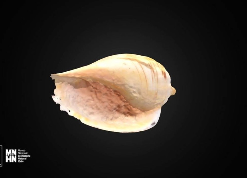 Thumb 7