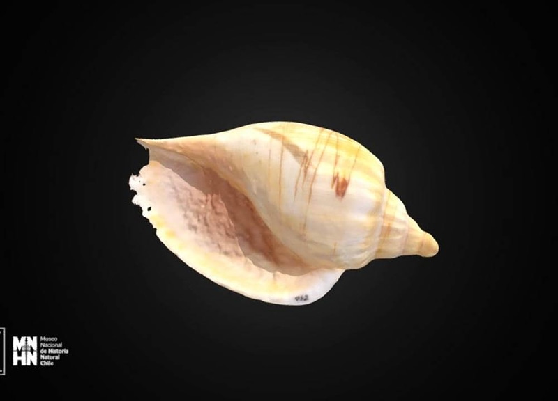 Thumb 9