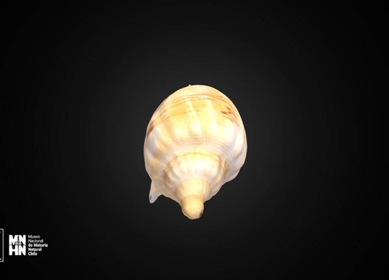 Thumb 12