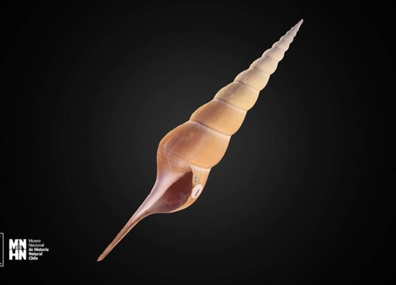 Thumb 9