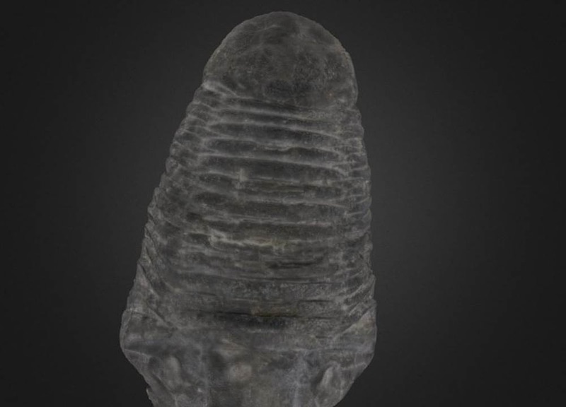 Thumb 11
