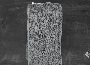 image_processing20200609-7252-1rfcoek.jpeg