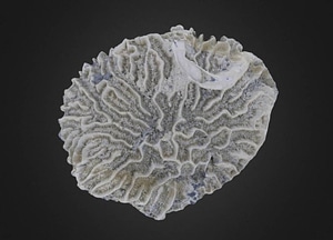 image_processing20200609-24422-7qqn7o.jpeg
