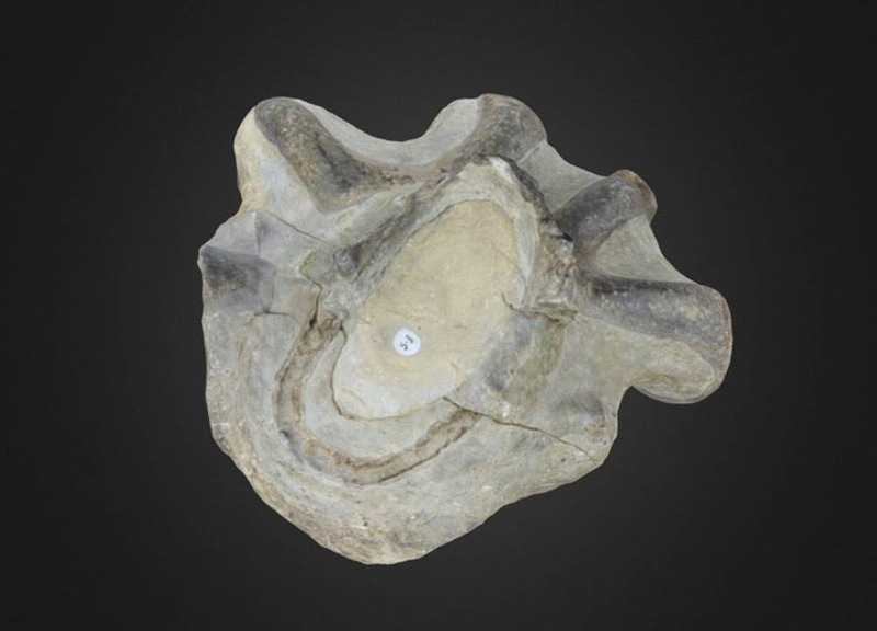 Brachiospongia digitata