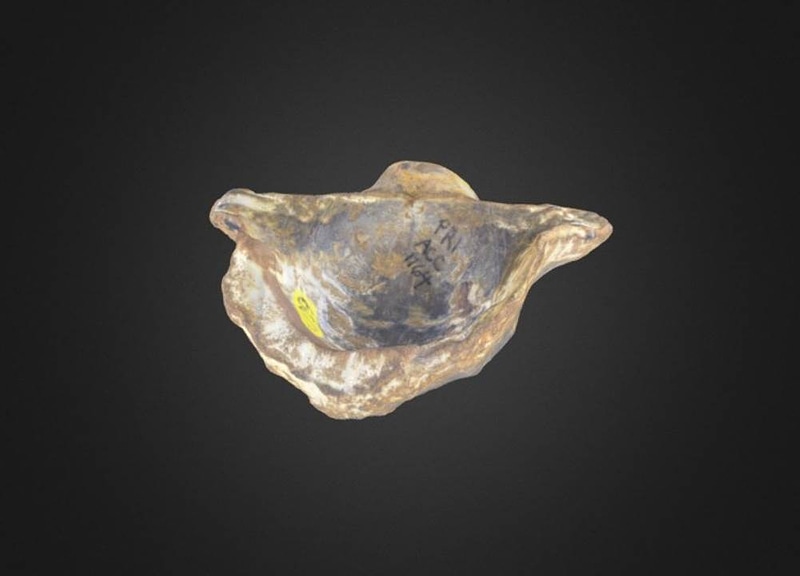 Horridonia horridus Brachiopod
