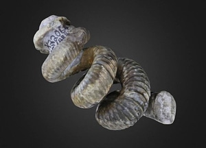 image_processing20200609-11317-x6n7g4.jpeg