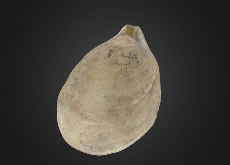Terebratulina septentrionalis Brachiopod
