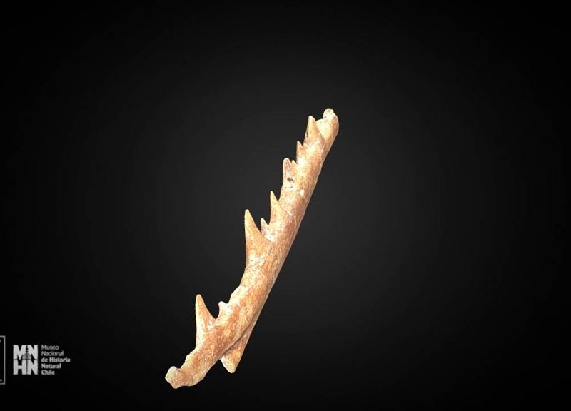 Thumb 11