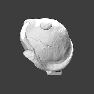 Thumb 1