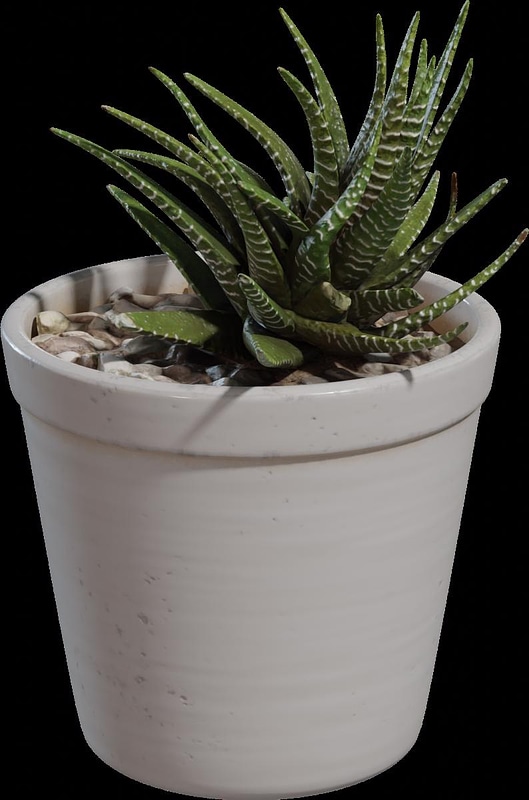 Potted Plant