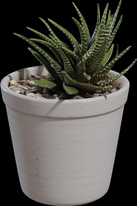 Potted Plant