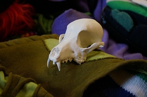 image_processing20220613-13911-159u5wj.jpg