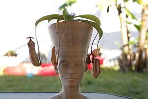 image_processing20220613-13911-lpfek5.jpg