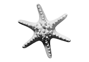 image_processing20220613-13911-1j7z642.jpg