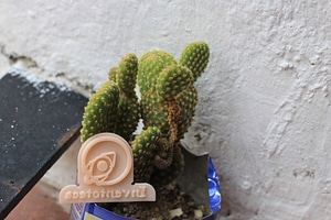 image_processing20220613-13911-yxkvtl.jpg