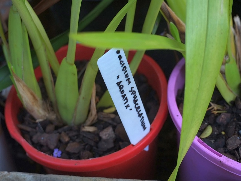 Plant label (120 × 25 × 0.60 mm)