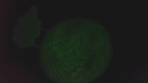 image_processing20220615-627-1j2gaby.jpg