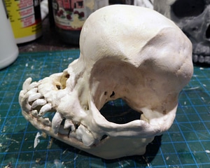 Pug skull