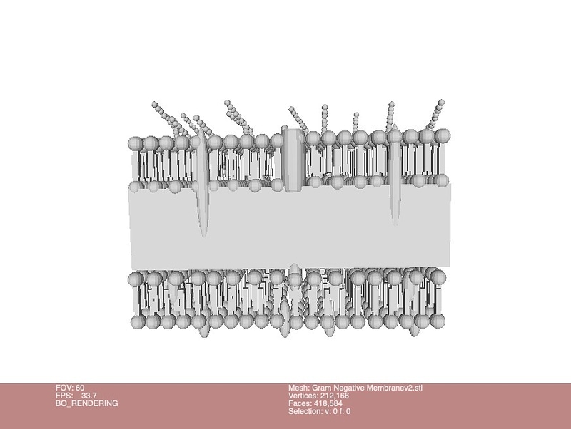 Gram Negative Bacterial Cell Wall