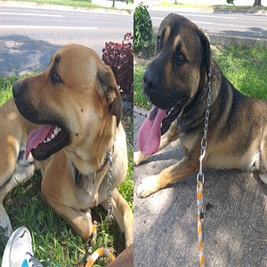 PERRITOS 