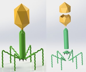 Virus bacteriophage - Enterobacteria phage T4