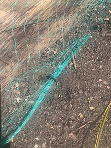 Garden Stake (Tent Peg)